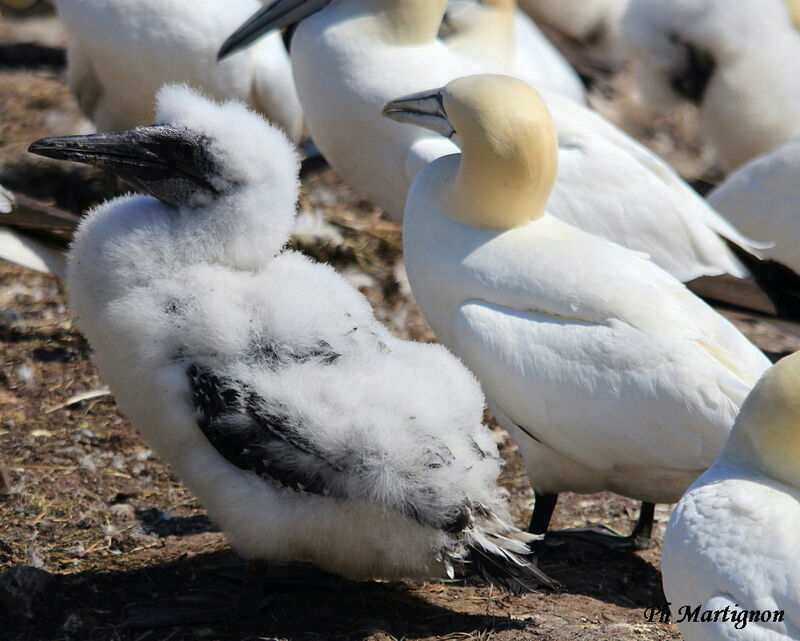 Northern Gannet