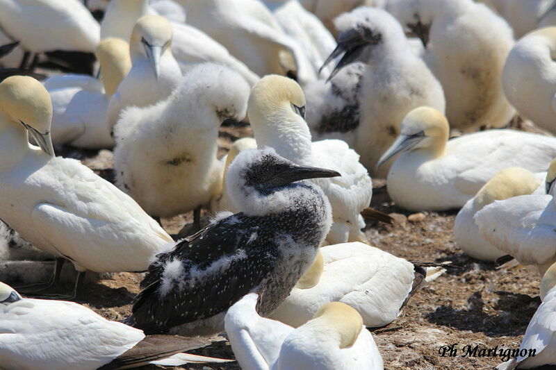 Northern Gannet