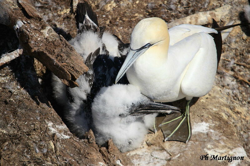 Northern Gannet