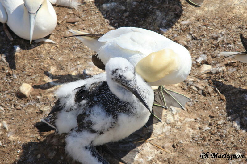 Northern Gannet