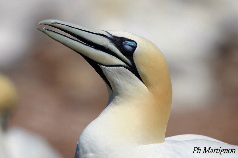 Northern Gannet, close-up portrait