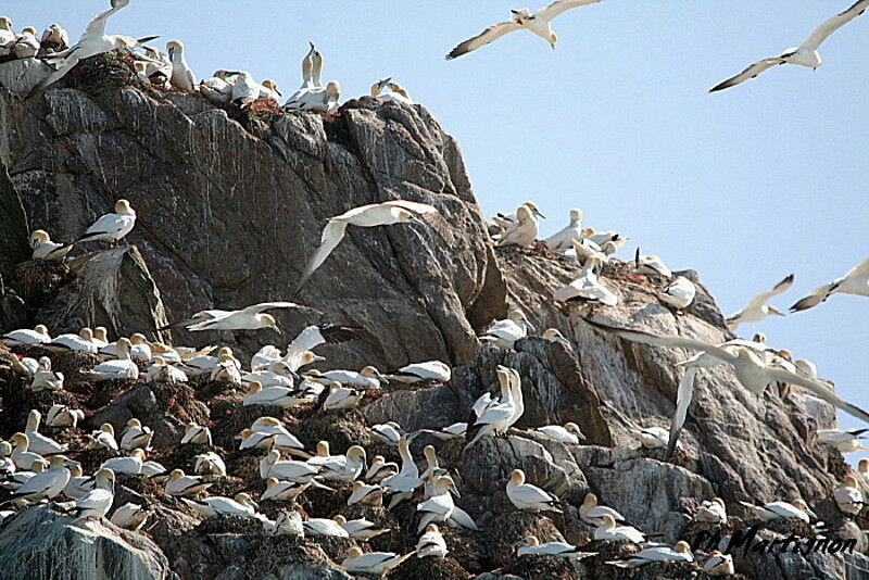 Northern Gannet, identification