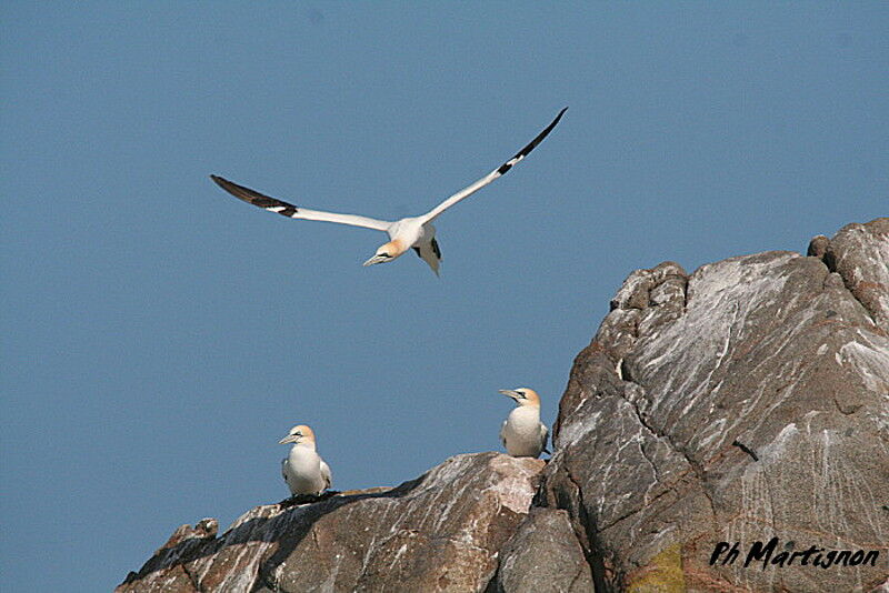 Northern Gannet, Flight