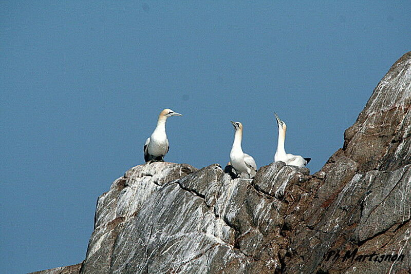 Northern Gannet, identification