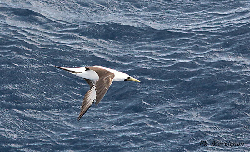 Masked Booby, identification