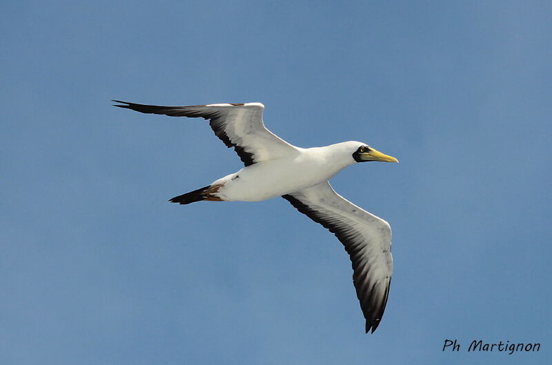 Masked Booby, identification