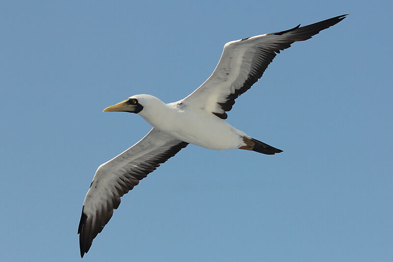 Masked Booby, Flight