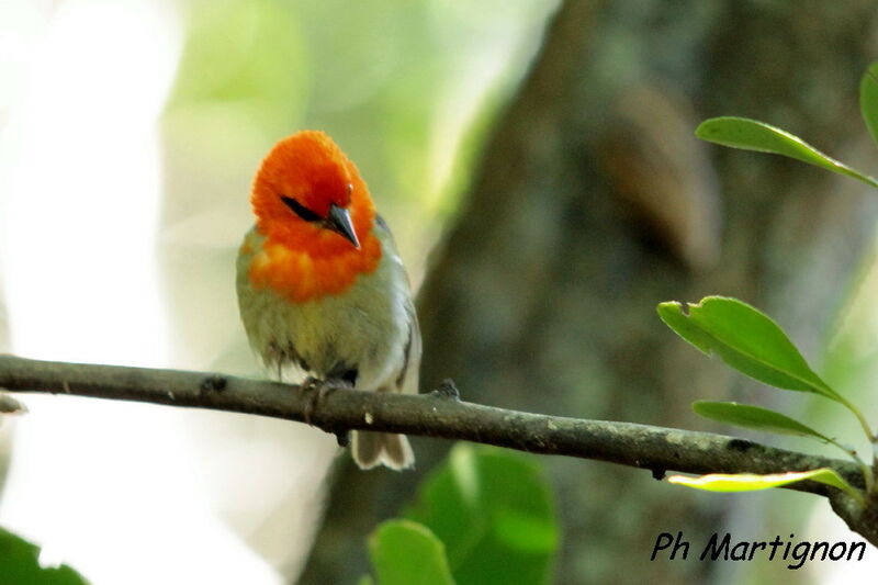 Mauritius Fody male, identification