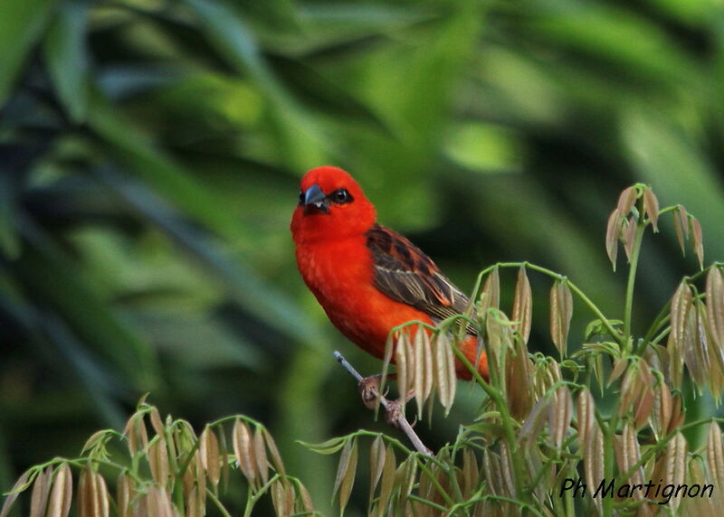 Red Fody, identification