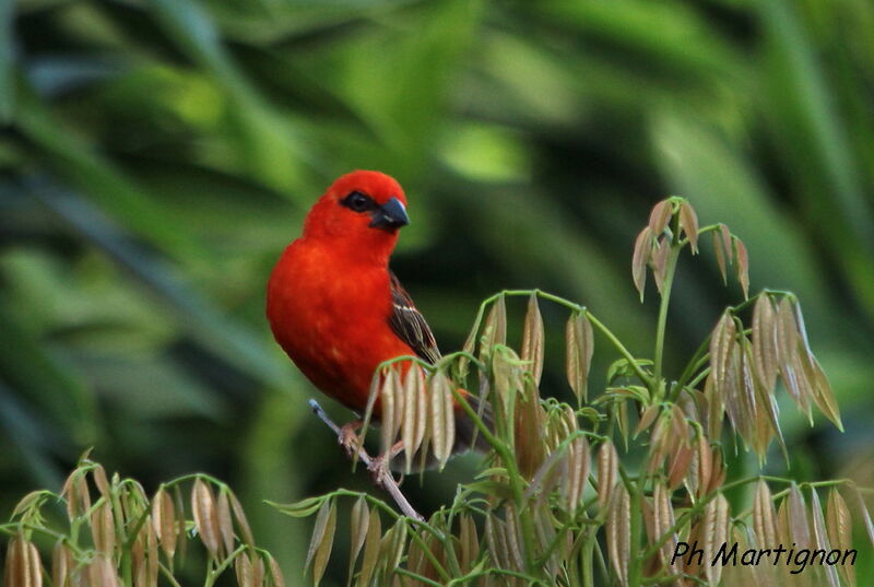 Foudi rouge, identification