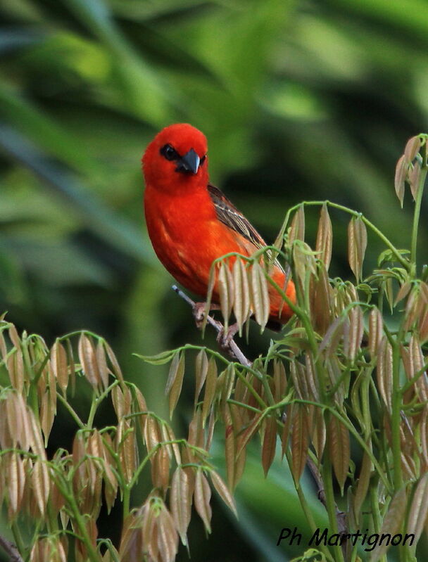 Red Fody, identification