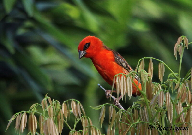 Red Fody, identification