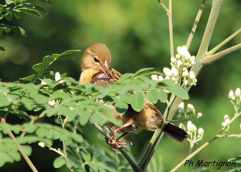 Red Fody female, identification