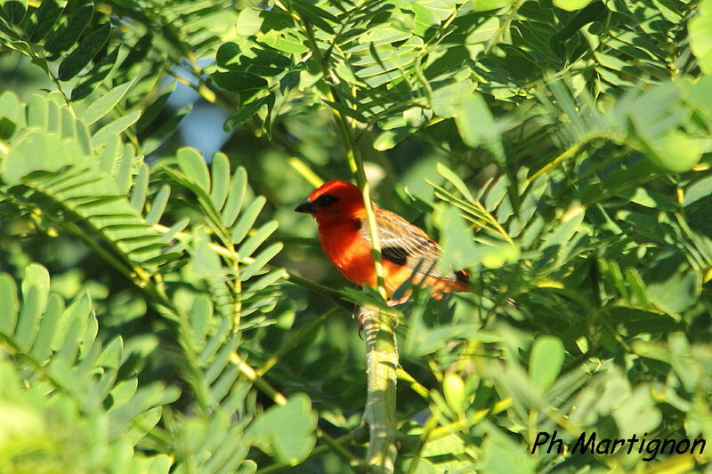 Red Fody male, identification