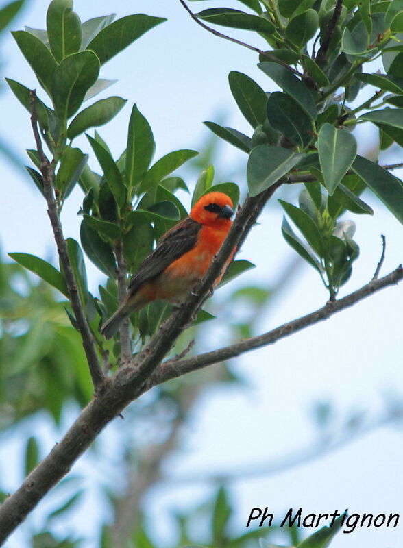 Red Fody male, identification