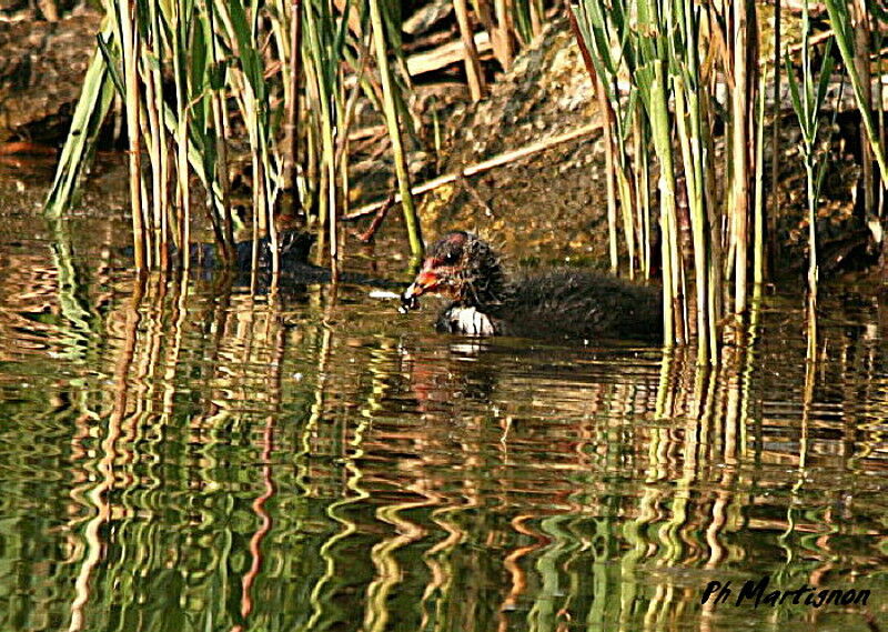 Eurasian Cootjuvenile, identification