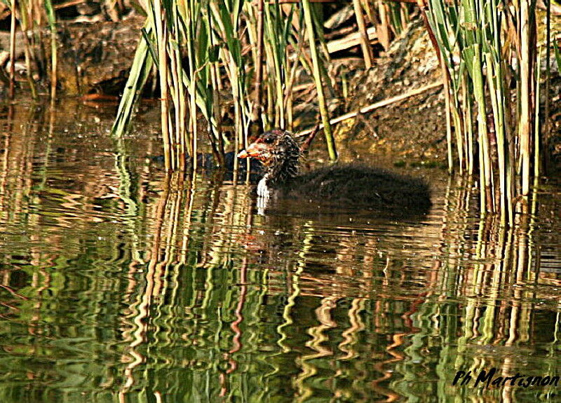 Foulque macroulejuvénile, identification