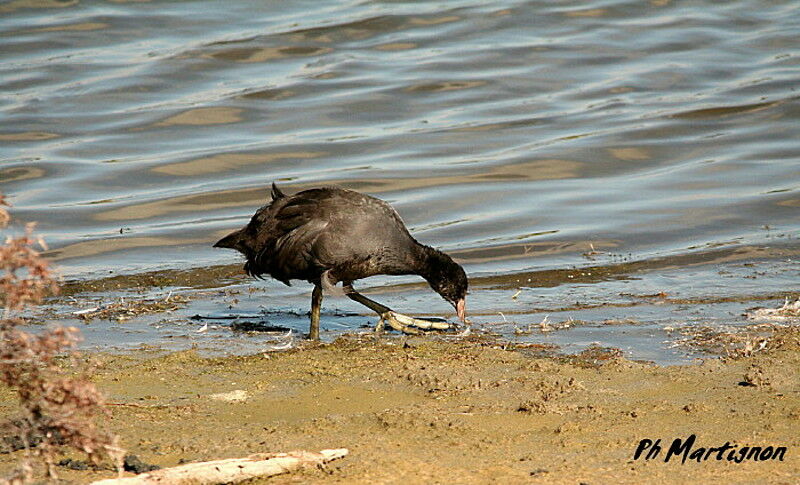 Foulque macrouleadulte, identification