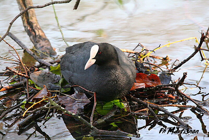 Eurasian Coot