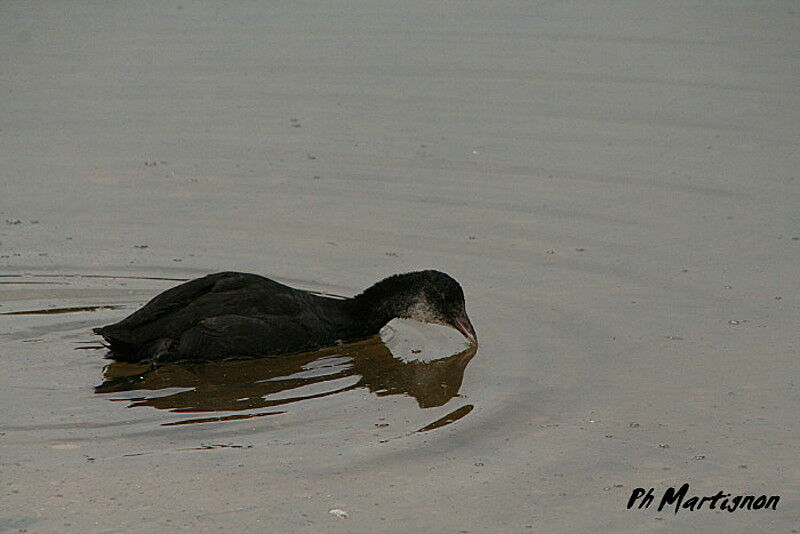 Foulque macroulejuvénile