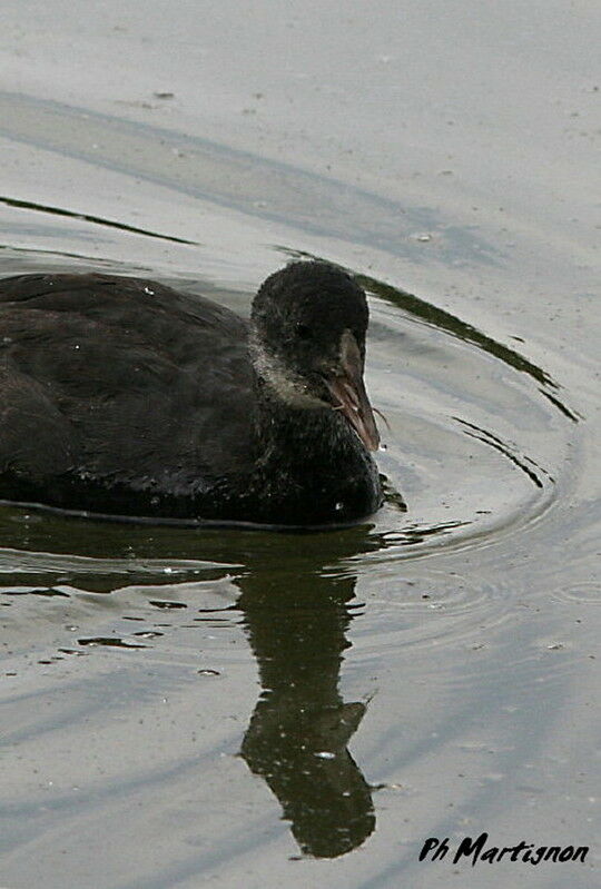 Eurasian Coot