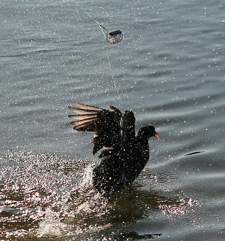 Eurasian Coot