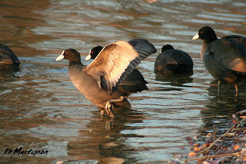 Foulque macroule, identification