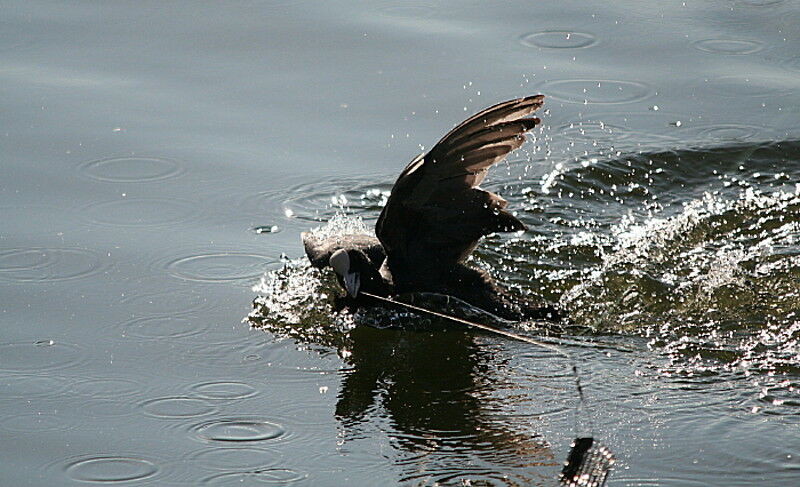 Eurasian Coot