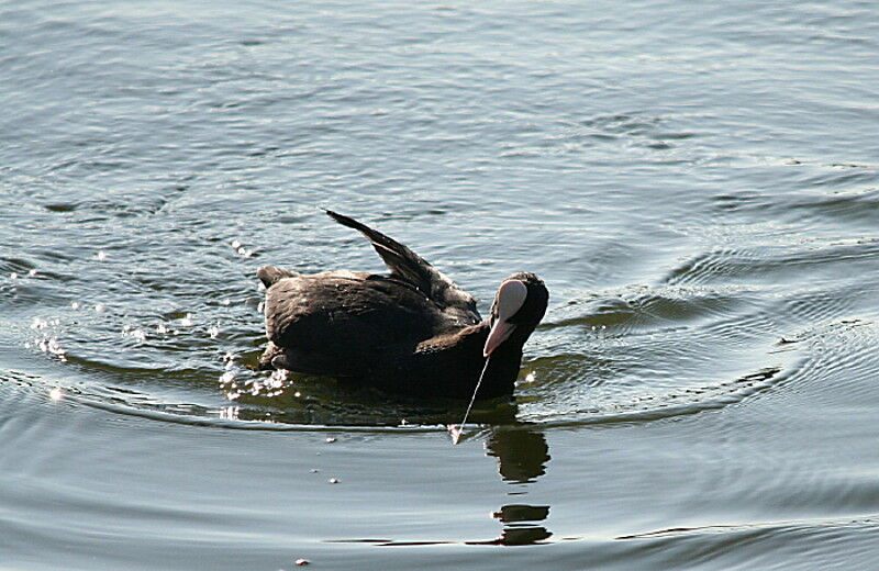 Foulque macroule