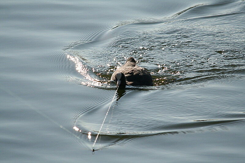 Eurasian Coot