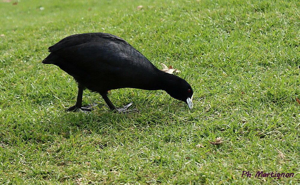 Foulque macroule, identification