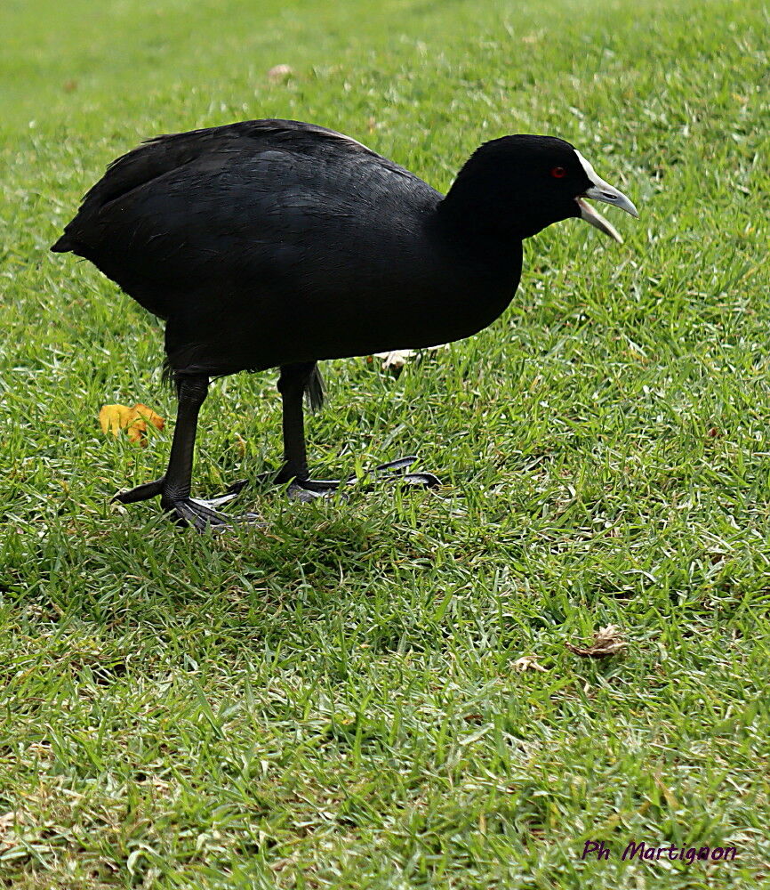 Foulque macroule, identification