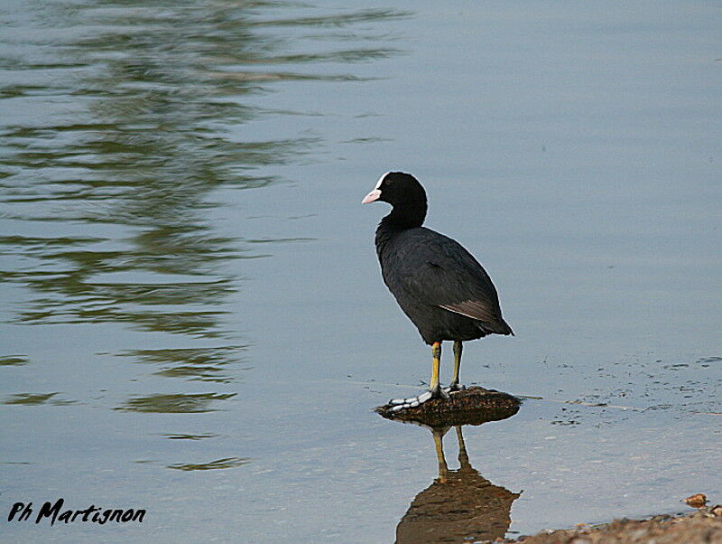 Foulque macroule, identification