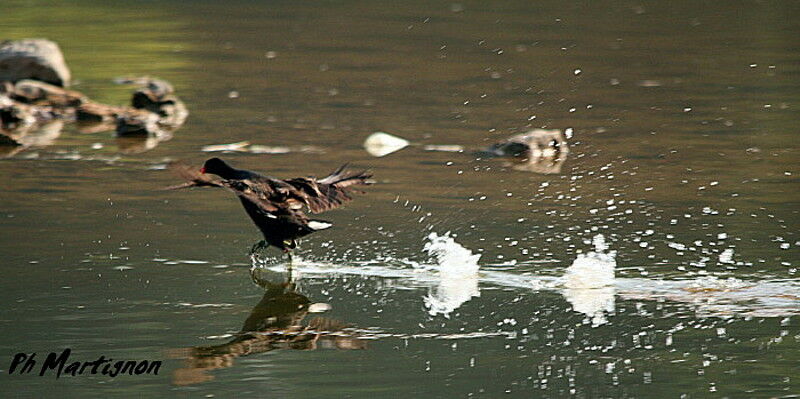 Eurasian Coot, Behaviour