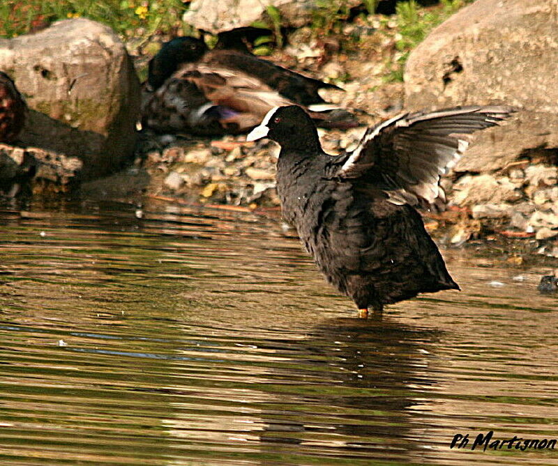 Foulque macroule, identification, Comportement