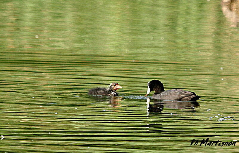 Foulque macroulejuvénile, identification, régime, Comportement