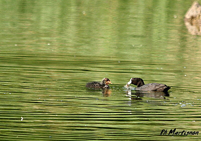 Eurasian Coot, identification, feeding habits, Behaviour