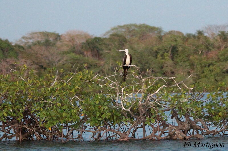 Magnificent Frigatebirdimmature, identification