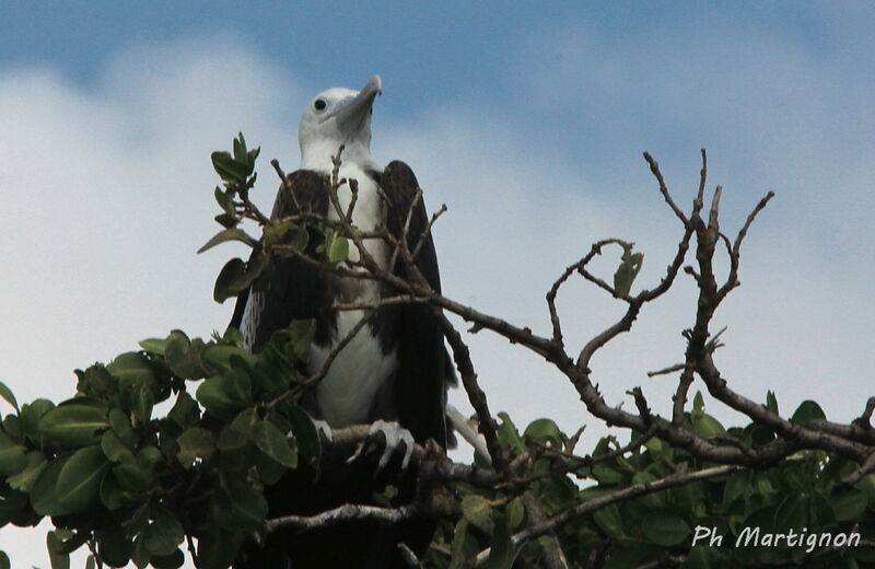 Magnificent Frigatebirdimmature, identification