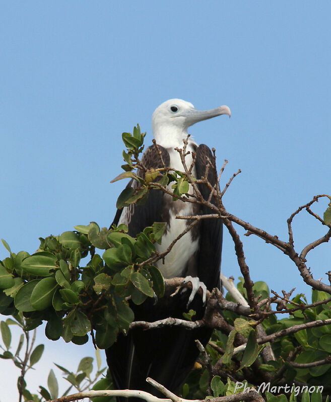 Magnificent Frigatebirdimmature, identification