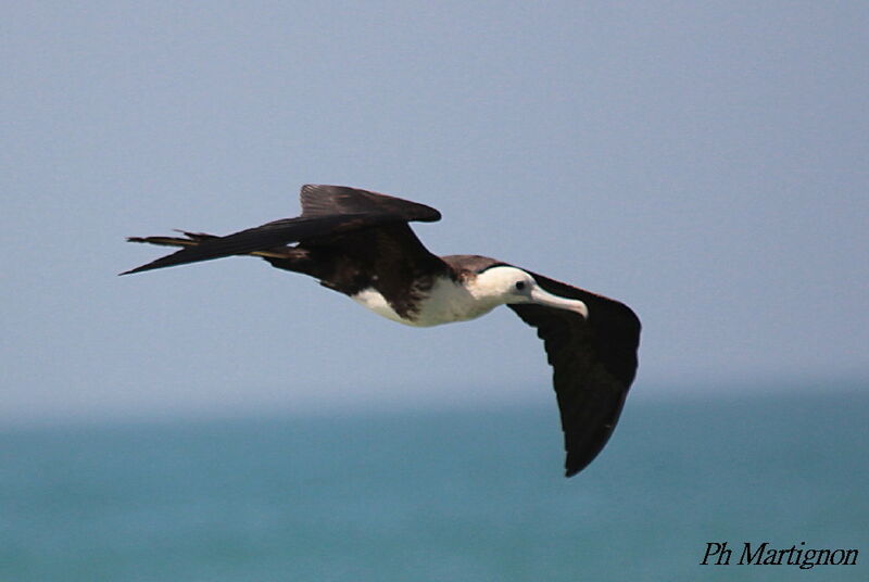 Magnificent Frigatebirdimmature, Flight