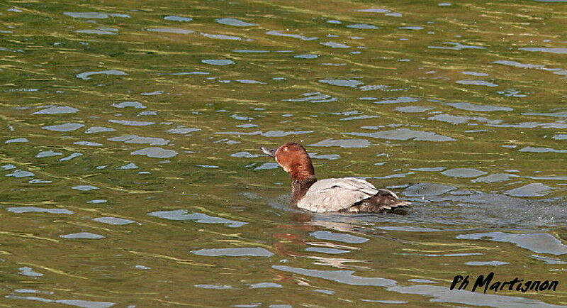 Common Pochard male