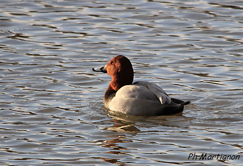 Common Pochard, identification