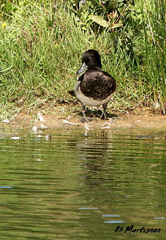 Tufted Duck