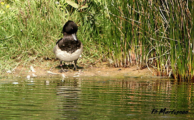 Tufted Duck