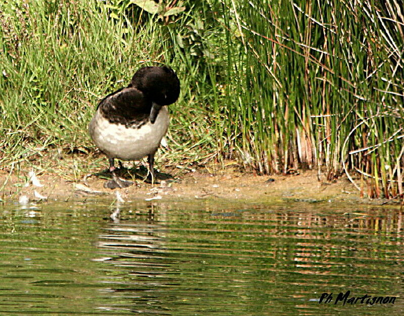 Tufted Duck