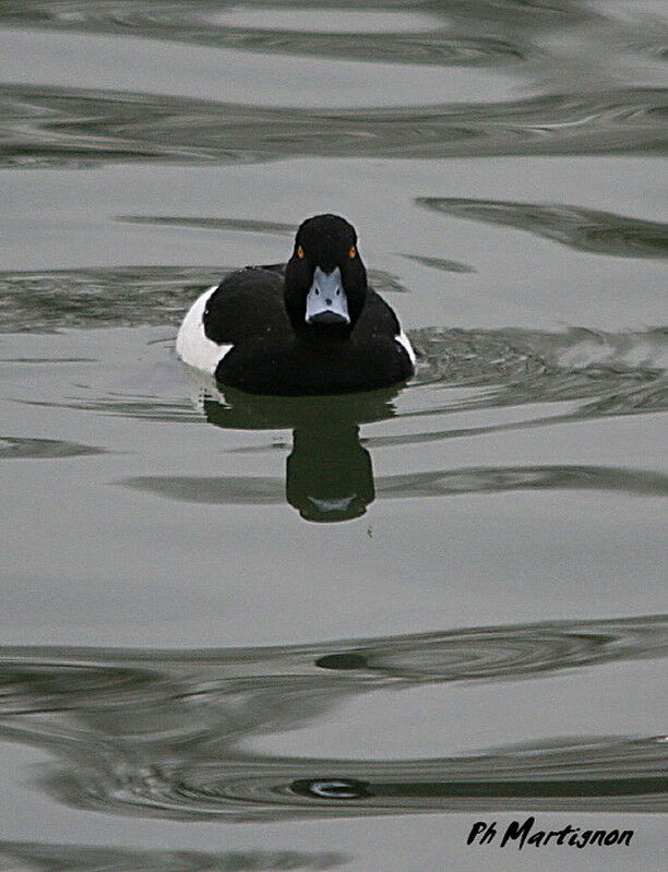 Tufted Duck male