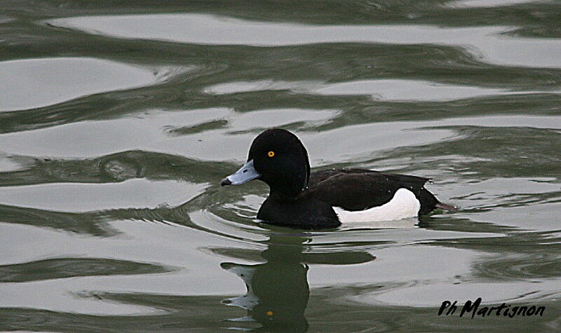 Tufted Duck male