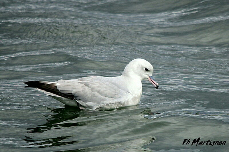 Southern Fulmar