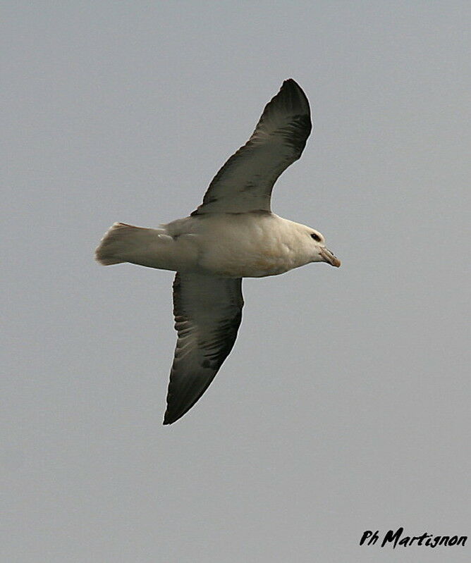 Northern Fulmar, Flight